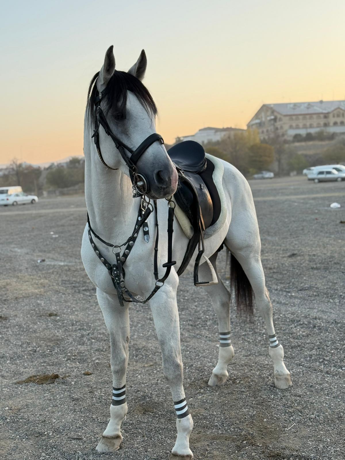 45Be05E7 4794 4799 Ae0E 5C046D38A36E