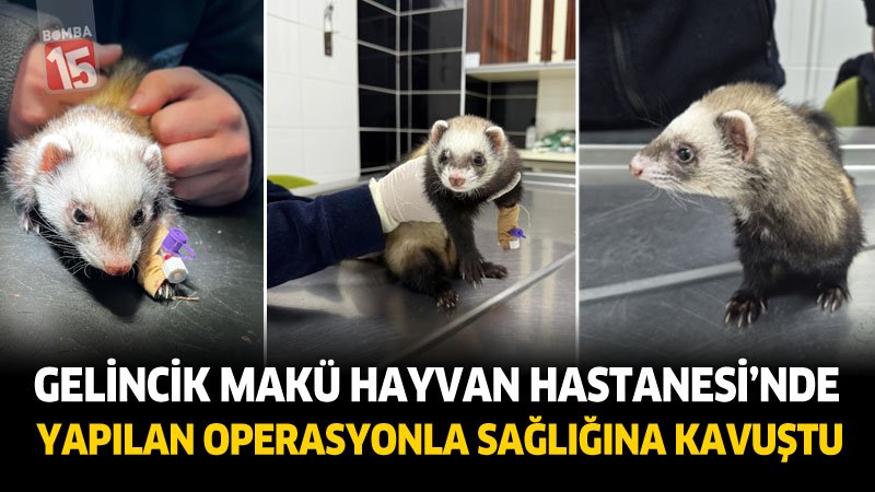 Gelincik MAKÜ Hayvan Hastanesi’nde Yapılan Operasyonla Sağlığına Kavuştu