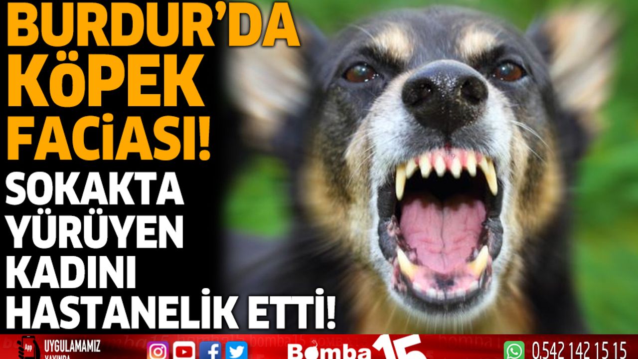 Burdur'da köpek faciası! sokakta yürüyen kadını hastanelik etti