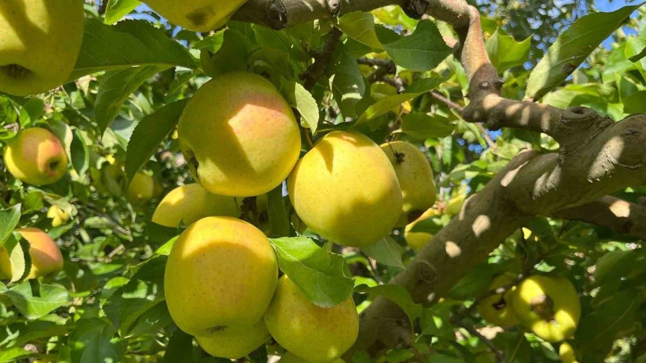 Buldan’da elma hasadı yüz güldürüyor