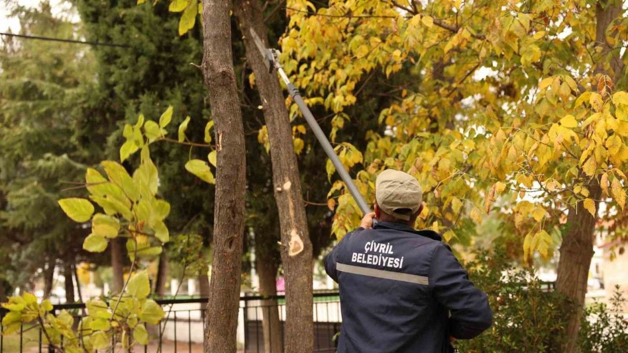 Çivril Belediyesi budamayla hem tehlikeyi önlüyor hem de ağaçların ömrünü uzatıyor