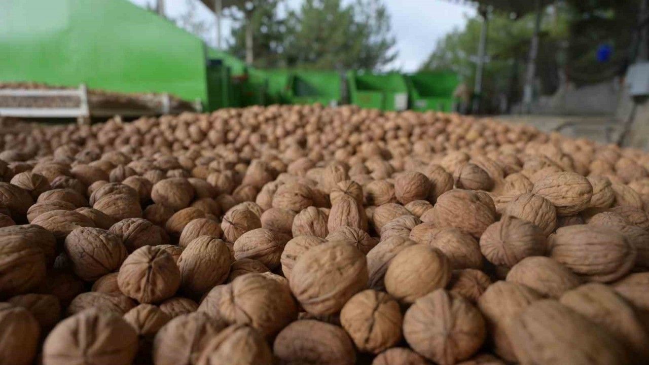 Denizli’de sezonun ilk ceviz hasadı Tavas’ta yapıldı