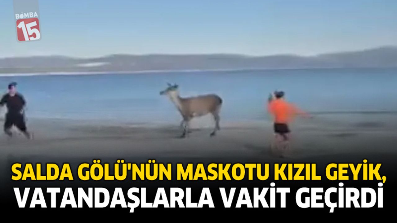 Salda Gölü’nün Maskotu Kızıl Geyik, Vatandaşlarla Vakit Geçirdi
