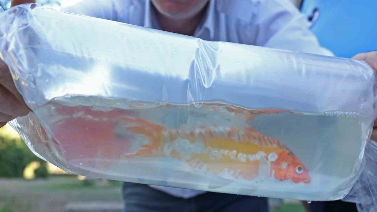 Tayland’tan süs balıkları, Tokat’tan horoz, İstanbul’dan kalkan balığı