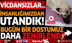 Bir dostumuz daha zehirlendi insanlığımızdan utandık