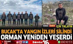 Bucak'ta Yangının İzleri Silindi, Orman Yeniden Yeşerdi