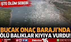 Bucak Onaç Barajı'nda ölü balıklar kıyıya vurdu!