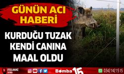 Bahçesini domuzlardan korumak için yaptığı tuzak hayatına maal oldu