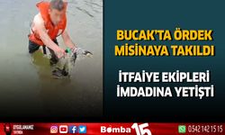 Bucak'ta Ördek Misinaya Takıldı İtfaiye Ekipleri İmdadına Yetişti