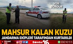 Mahsur Kalan Kuzu Jandarma Ekipleri Tarafından Kurtarıldı