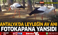 Antalya'da Leyleğin Av Anı Fotokapana Yansıdı