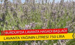 Lavanta Yağının Litresi 750 Liradan Satılıyor