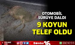 Otomobil sürünün arasına daldı, 9 koyun telef oldu