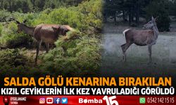 Salda Gölü kenarına bırakılan kızıl geyiklerin ilk kez yavruladığı görüldü