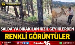 Salda Gölü'ne bırakılan kızıl geyiklerden renkli görüntüler