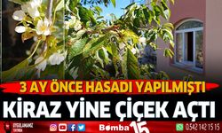 Antalya'da hasadı yapılan kiraz yine çiçek açtı