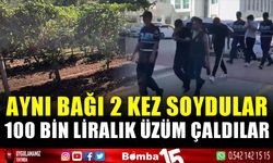 Aynı bağa 1 haftada 2 kez giren hırsızlar 100 bin liralık üzüm çaldı