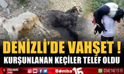 Denizli’de vahşet: Kurşunlanan 10 keçi telef oldu