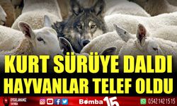 Sürüye kurt saldırdı: Hayvanlar telef oldu