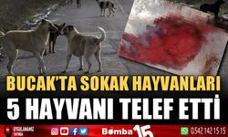 Bucak’ta sokak köpekleri beş hayvanı telef etti