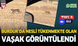 Burdur'da nesli tükenmekte olan vaşak görüntülendi