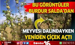 Burdur'da armut ağacı meyveleri ile birlikte yeniden çiçek açtı