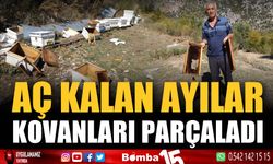 Aç kalan ayılar kovanları parçaladı