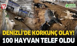 Besihanedeki 100’den fazla büyükbaş hayvan telef oldu