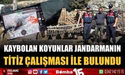 Burdur'da kaybolan koyunlar jandarmanın titiz çalışması ile bulundu