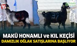 Burdur Mehmet Akif Ersoy Üniversitesinde Honamlı ve Kıl Keçisi Damızlık Oğlaklarını Satışa Sunuyor