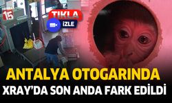 Maymun X-ray'den koliyle geçirilirken fark edildi. İşte o anlar!..