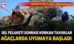 Sel felaketi sonrası tavuklar ağaçlarda uyumaya başladı