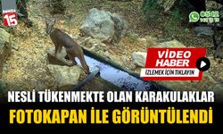 Nesli tükenmekte olan karakulaklar fotokapana yakalandı