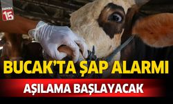 Burdur Bucak'ta şap alarmı