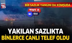 Denizli'de yakılan sazlıkta binlerce canlı telef oldu