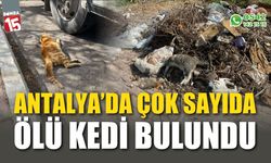 Antalya'da çok sayıda ölü kedi bulundu