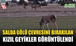 Salda Gölü çevresine bırakılan kızıl geyikler görüntülendi