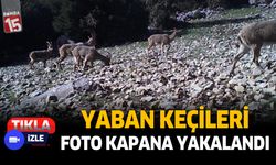 Isparta’da yaban keçileri fotokapana yansıdı