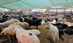 Alanya'da kurban satış yerleri belli oldu