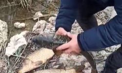 Isparta'da kaçak balık avlayanlara büyük cezalar