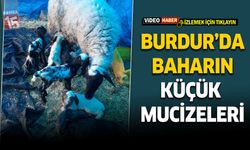 Burdur'da sahibine bayram havası yaşattı. Koyunun dördüz kuzuları oldu
