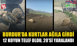Burdur'da kurtlar ağıla girdi, 12 koyun telef oldu 20'si yaralandı