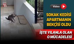 Sokak kedisi ile yılan arasında yaşanan ilginç anlar