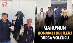 Burdur MAKÜ’nün Honamlı keçileri Bursa yolcusu