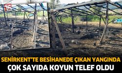 Senirkent'te Besihanede Çıkan Yangında Çok Sayıda Koyun Telef Oldu
