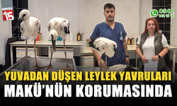 Yuvadan düşen leylek yavruları MAKÜ’nün korumasında