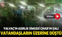 Asırlık çınarın dalı kalabalığın üstüne düştü