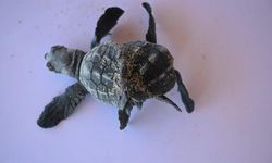 Siyam ikizi Caretta caretta yavrusu bulundu