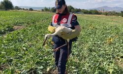 Yaralı leyleğin imdadına jandarma yetişti