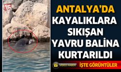 Antalya'da Kayalıklara Sıkışan Yavru Balina Kurtarıldı